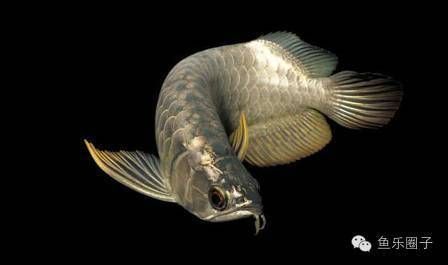 龍魚品相怎么看出來好壞（如何鑒別龍魚品相）