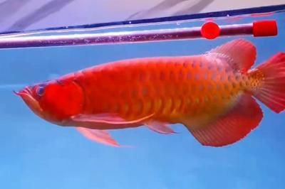紅龍魚金龍魚銀龍魚能混養(yǎng)嗎（銀龍魚與金龍魚混養(yǎng)理論上來說是可以與其他魚類混養(yǎng)的）