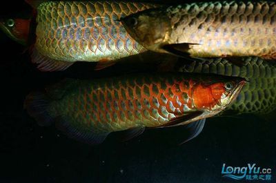 紅龍魚金龍魚銀龍魚能混養(yǎng)嗎（銀龍魚與金龍魚混養(yǎng)理論上來說是可以與其他魚類混養(yǎng)的）