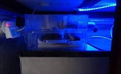 龍魚缸用什么濾材比較好：龍魚缸濾材的正確擺放順序