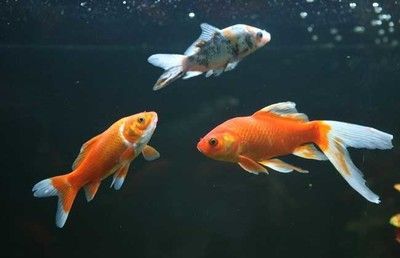 冬天龍魚水溫多少合適養小魚：冬天養龍魚水溫多少合適