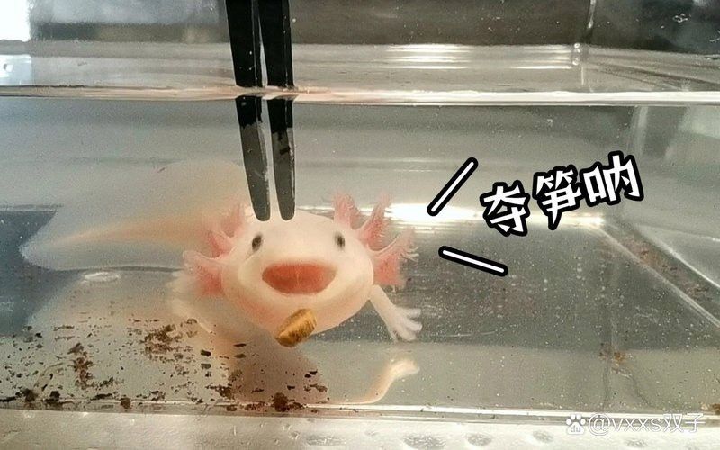 六角恐龍魚身上的白點