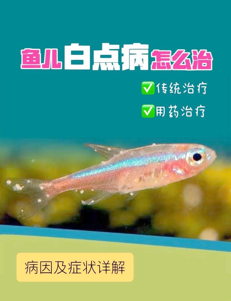 六角恐龍魚身上的白點