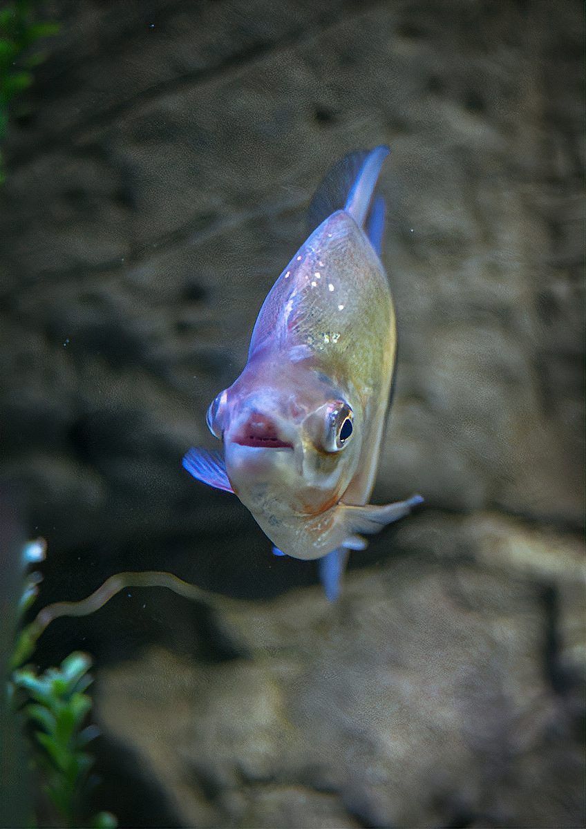 六角恐龍魚身上的白點