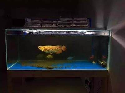 龍魚躲藏在角落的行為可能由多種因素引起，龍魚愛躲一個角落怎么辦：龍魚躲藏在角落的行為可能由多種因素引起，可能由多種因素引起