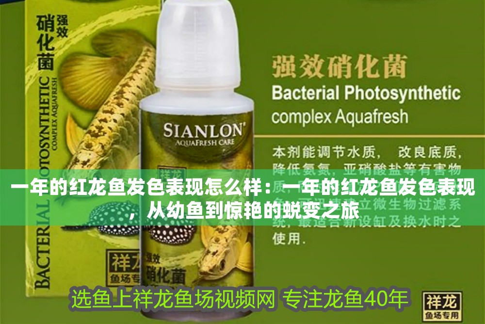 一年的紅龍魚發(fā)色表現(xiàn)怎么樣：一年的紅龍魚發(fā)色表現(xiàn)，從幼魚到驚艷的蛻變之旅