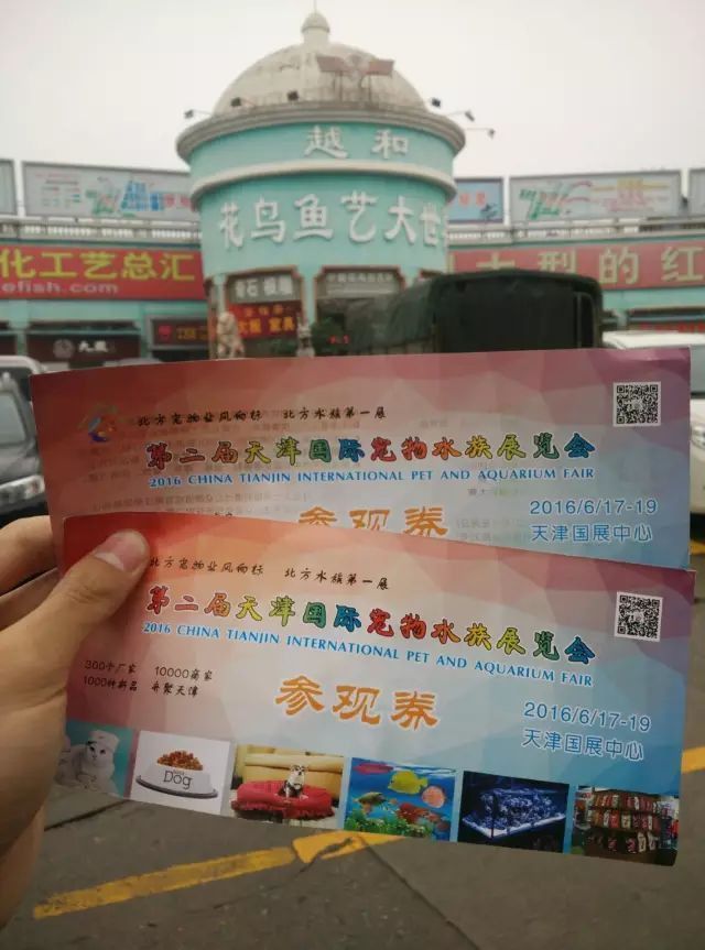 羅漢魚進貨渠道