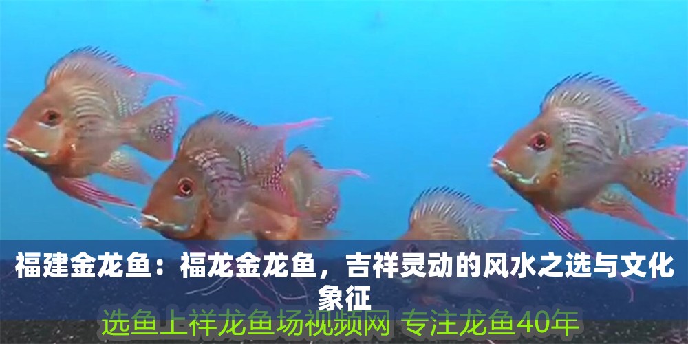 福建金龍魚：福龍金龍魚，吉祥靈動的風水之選與文化象征