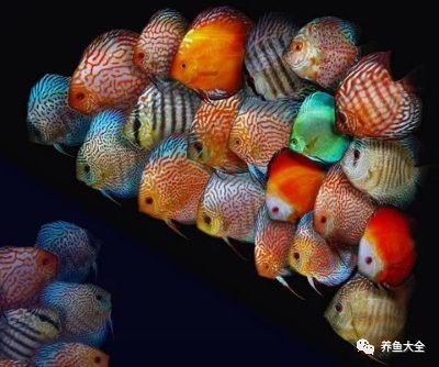 龍魚內寄治療需要多久？