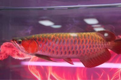 金龍魚 紅龍（如何挑選金龍魚）
