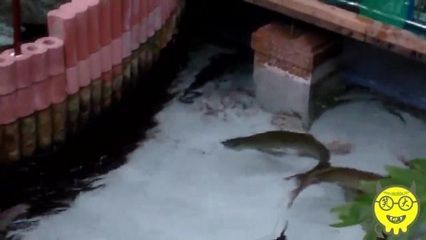 養(yǎng)龍魚需要放鹽嗎？：養(yǎng)龍魚是否需要放鹽