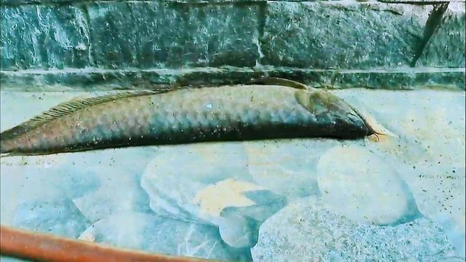 養(yǎng)龍魚需要放鹽嗎？：養(yǎng)龍魚是否需要放鹽