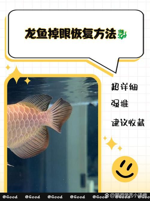 一養龍魚就掉眼怎么辦啊怎么治