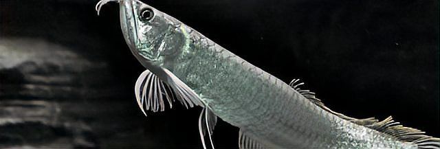 小銀龍魚怎么喂食最好