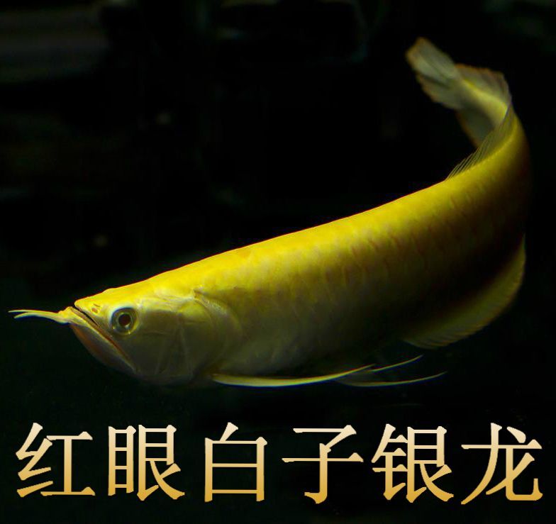 赤瞳白子銀龍魚：赤瞳白子銀龍魚市場(chǎng)價(jià)格如何辨別優(yōu)質(zhì)赤瞳白子銀龍魚