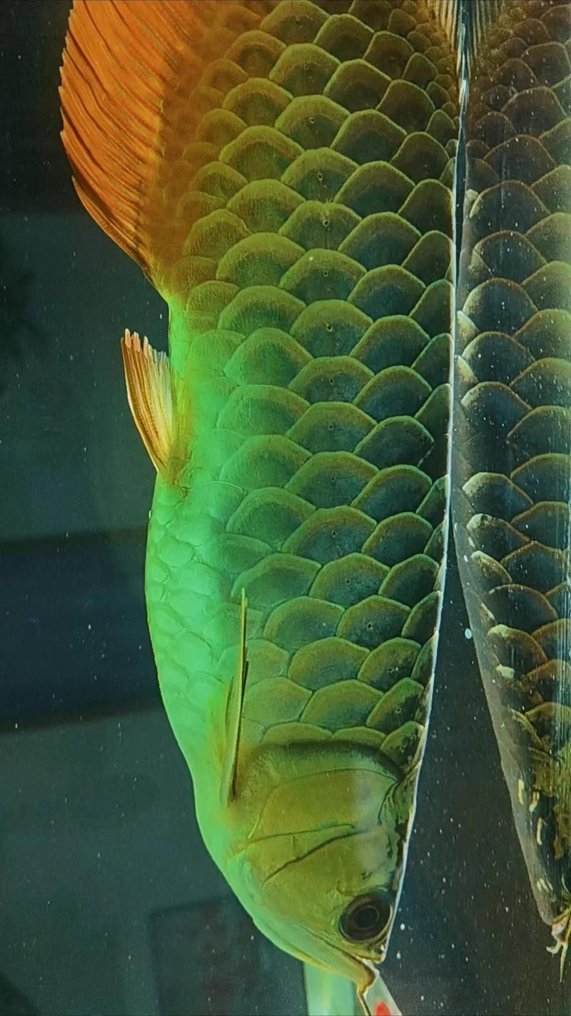 金龍魚偶爾趴缸怎么回事？