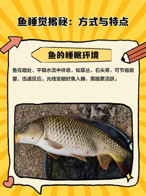 金龍魚偶爾趴缸怎么回事？