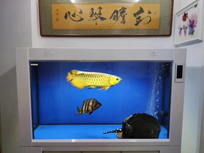 金龍魚偶爾趴缸怎么回事？