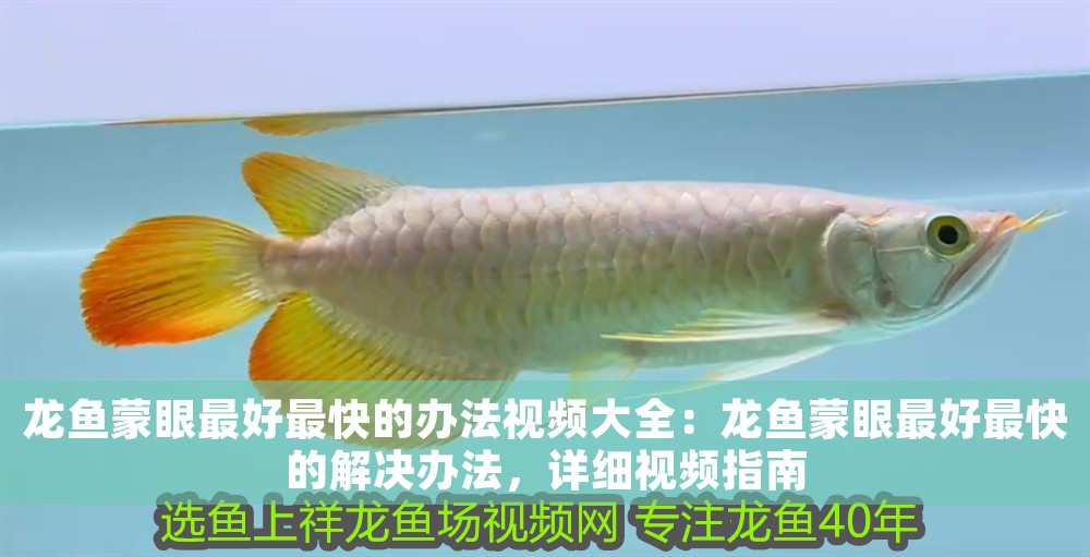龍魚蒙眼最好最快的辦法視頻大全：龍魚蒙眼最好最快的解決辦法，詳細視頻指南