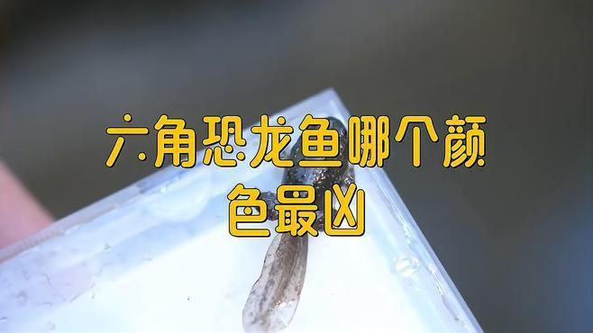 六角恐龍魚哪個顏色最兇