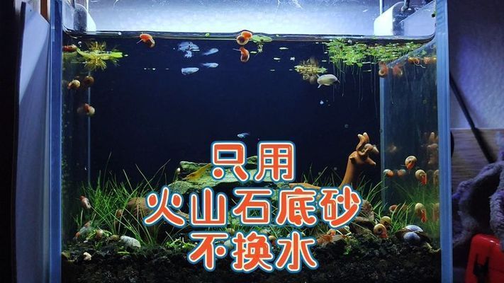 魚(yú)缸養(yǎng)魚(yú)不用換水嗎視頻（魚(yú)缸養(yǎng)魚(yú)需要定期換水嗎？）