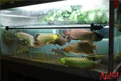 怎么防止龍魚混養打架的方法：在探討如何防止龍魚打架的方法