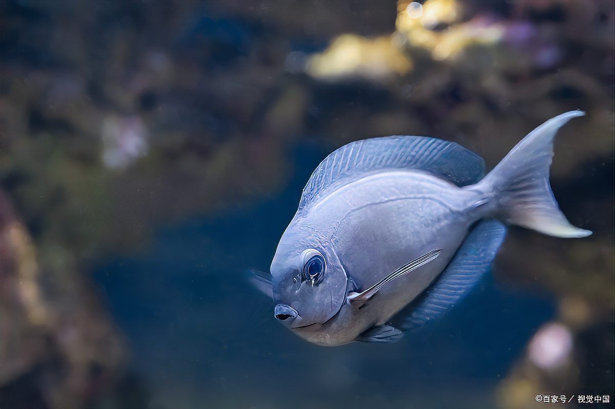 金龍魚沉底要警惕四種病