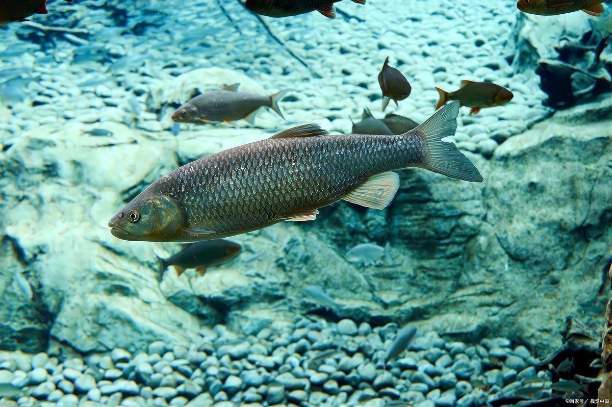 金龍魚沉底要警惕四種病