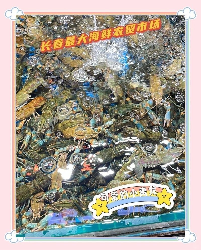 長春龍魚價格行情
