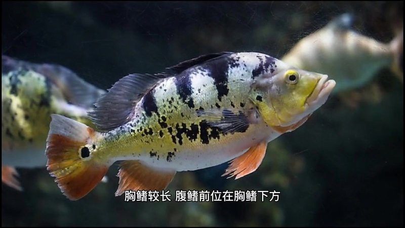 如何辨別帝王龍魚的品相？