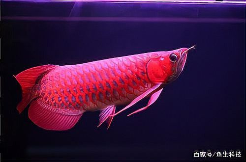 如何辨別帝王龍魚的品相？