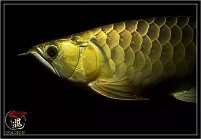 龍魚多少天不喂會(huì)死掉：成年龍魚在不同條件下可以不喂食，龍魚可以不喂食