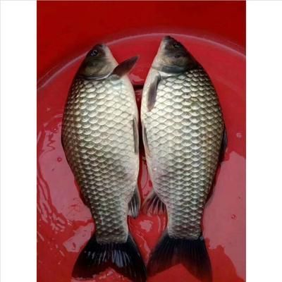 龍魚喂鯽魚苗好嗎怎么喂的好：龍魚喂鯽魚苗好嗎