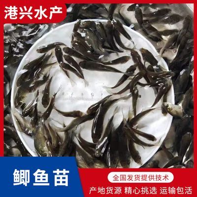 龍魚喂鯽魚苗好嗎怎么喂的好：龍魚喂鯽魚苗好嗎