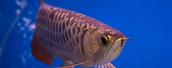 龍魚沉水底不動：龍魚沉水底不動可能是由多種原因引起的，處理方法及處理方法
