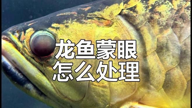恐龍魚蒙眼處理方法是什么？