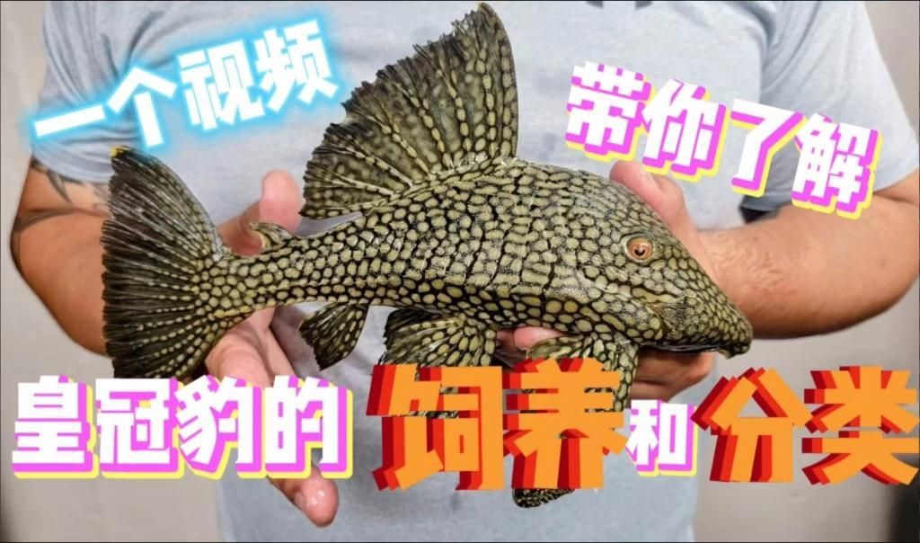 龍魚嚴重蒙眼怎么治療