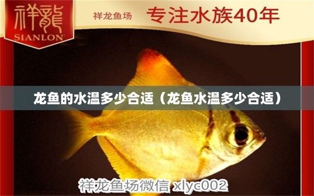龍魚(yú)水溫24度行不行（龍魚(yú)適宜水溫下的飼料選擇）
