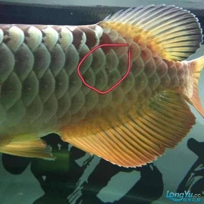 龍魚水溫24度行不行（龍魚適宜水溫下的飼料選擇）