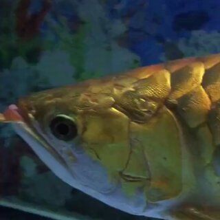 金龍魚從魚缸跳出來摔死了：金龍魚從魚缸跳出來并摔傷時可以采取以下措施進行處理