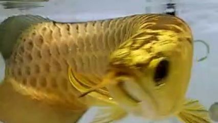金龍魚的由來和傳說有哪些？：關于金龍魚的由來和傳說