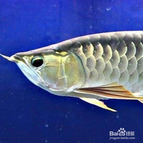 金龍魚不吃食：金龍魚不吃食可能是由于多種原因導致的，以下原因及其相應的解決方法
