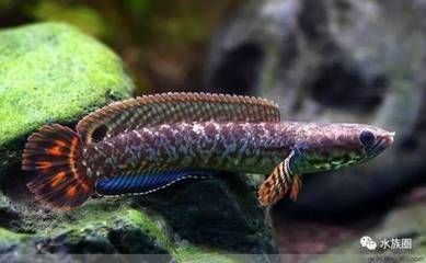 雷龍魚吃魚（雷龍魚吃魚嗎）