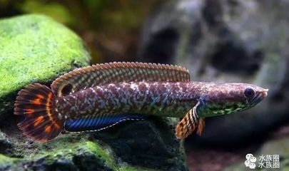 雷龍魚吃魚（雷龍魚吃魚嗎）