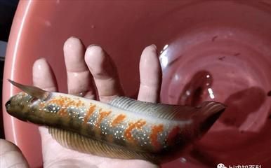 雷龍魚吃魚（雷龍魚吃魚嗎）