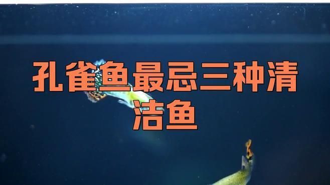 孔雀魚最忌三種清潔魚