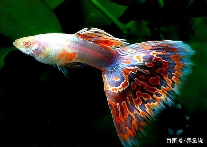 孔雀魚最忌三種清潔魚