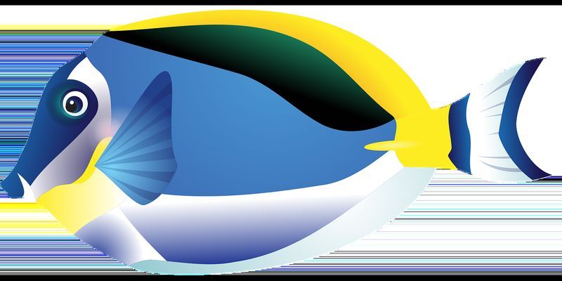 龍魚最小多大可以入手,新手選擇20公分以上的龍魚更合適,龍魚幼魚飼養(yǎng)技巧