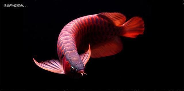 龍魚最小多大可以入手,新手選擇20公分以上的龍魚更合適,龍魚幼魚飼養(yǎng)技巧