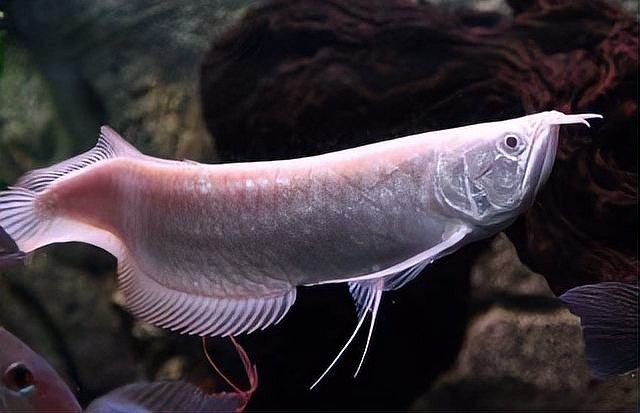 銀龍魚跟啥魚混養最好看
